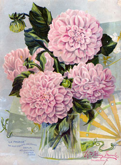 Dahlia Bouquet Artwork