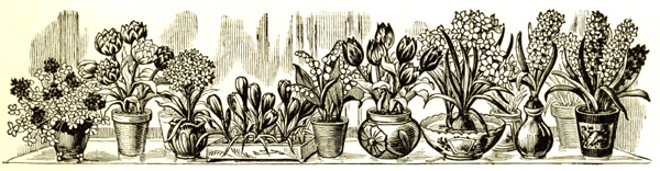 forced bulbs, Henderson catalog, 1900