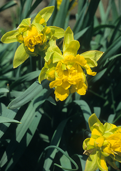 Van Sion Heirloom Daffodil