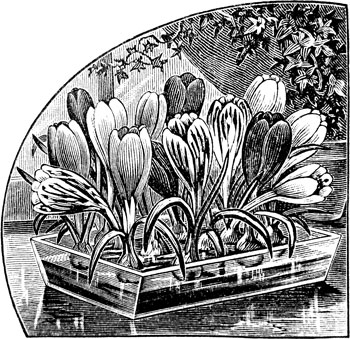 Forcing Crocus on Pebbles like Paperwhites – www.OldHouseGardens.com