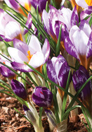 Hubert Edelsten crocus heirloom bulbs