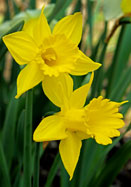 Golden Spur
