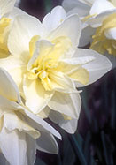 Mrs. Wm. Copeland Daffodil