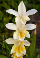antique freesia