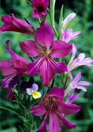 Byzantine gladiolus