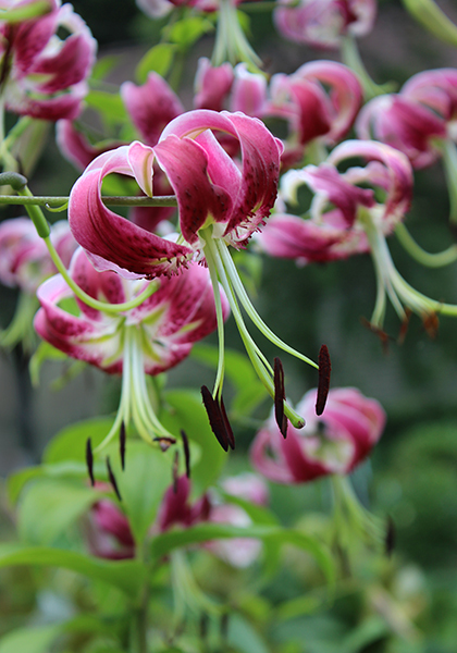 Black Beauty Lily