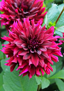 Prince Noir Heirooom Dahlia Flower