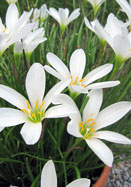 white rain lily