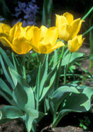 Duc van Tol Yellow