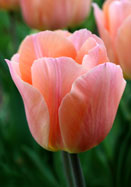 Apricot Beauty