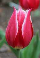 Duc van Tol Red & White